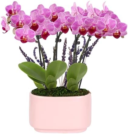 Green Circle Growers 4" Mini Pink Orchid Plant with Lavender Accent in Pink Ceramic Planter – Live Indoor Flower, Easy Care Orchid, Gift Ready by GreenCircleGrowers