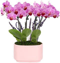 Green Circle Growers 4" Mini Pink Orchid Plant with Lavender Accent in Pink Ceramic Planter – Live Indoor Flower, Easy Care Orchid, Gift Ready by GreenCircleGrowers