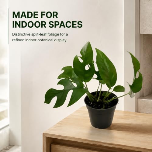 Mini Monstera Live Plant, 4 Inch Rare Rhaphidophora Tetrasperma - Image 7