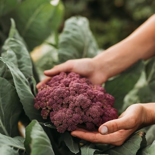 Purple of Sicily Cauliflower - 100 Cauliflower Seeds, Thresh Seed Co. by ThreshSeedCo