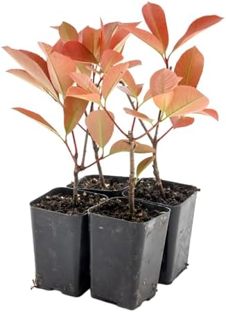 4 Red Tip Photinia, Live Plants in 3.5" Cubes (Photinia × fraseri) - Image 5