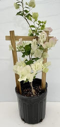 White 16" Bougainvillea by Unknown