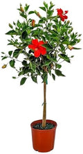 Live Hibiscus Plant - Tropical Flowering Tree Plant - Red President - Overall Height 38" to 44" - Tropical Plants of Florida (Plant Only) by TropicalPlantsofFlorida