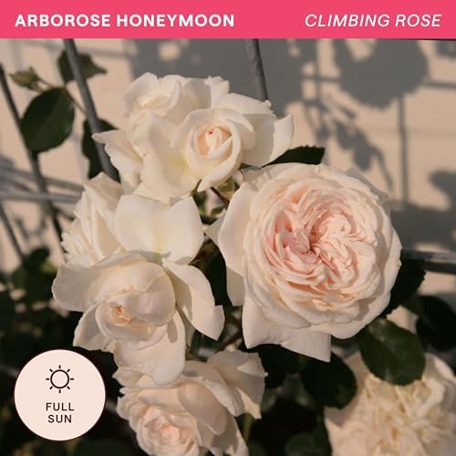 Heirloom Climbing Roses, Live Own Root Plant, Arborose® Honeymoon - Image 4