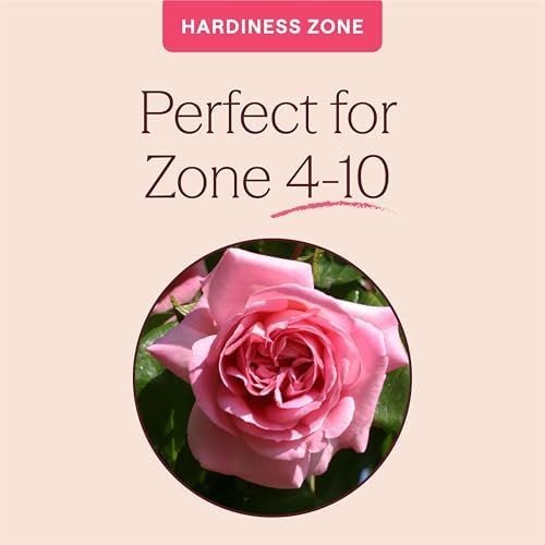 Heirloom Climbing Roses, Live Own Root Plant, Viking Queen - Image 5