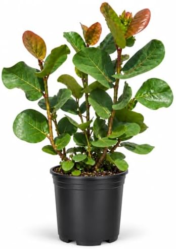 Seagrape Plant | 1 Large Gallon Size Plant | Coccoloba Uvifera | Tropical Foliage, Coastal Landscaping, Beachfront Gardens, Ornamental Tree, Outdoor Decor by FloridaFoliage