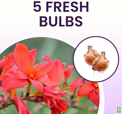 5 Lucifer Crocosmia Blubs - Grows 30-48" Tall. - Image 3