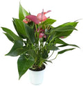 Blooming Purple Anthurium Live Plant Decor (Approx 8-11" Tall), Easy to Grow Flowering Houseplant in 4" White Pot by Plants for Pets by PlantsforPets