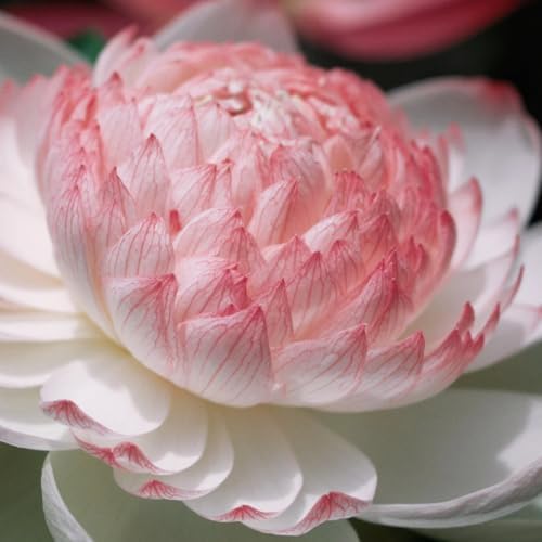2 Packs of Dwarf Lotus Seeds for Planting in Water, 160+pcs Bowl Lotus Hummingbird Vine Flower Seeds, Heirloom Non-GMO Beauty Flowers Plants Water Home Garden Lotus Bowl Planters for Outdoors Indoors - Image 6
