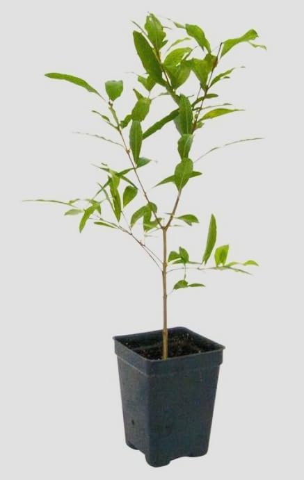 Red Pixie Lilac Shrub – Fragrant Reblooming Lilac Bush | Cold Hardy, Drought Resistant & Low Maintenance | Attracts Butterflies & Bees | Perfect for Small Gardens & Containers – Live Plant - Image 3