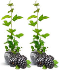 2 Navaho BlackBerry Live Plants, Thornless Berry Plant, 5-8" Tall by GardenNurserySince1996