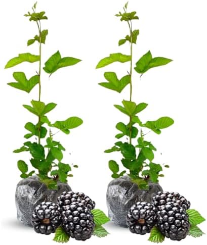 2 Osage BlackBerry Live Plants, Thornless Berry Plant, 5-8" Tall - Image 2