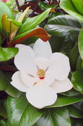 Southern Magnolia ‘D.D. Blanchard’ Live Tree – Magnolia grandiflora – Fragrant White Flowers – Evergreen Ornamental Shade Tree – 1–2 Ft Tall Plant by Japanese+Maples+and+Evergreens