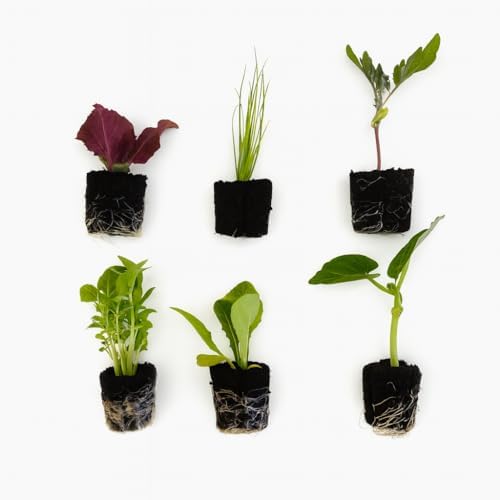 Farmers Bundle: Ready-to-Plant Seedlings, Starts, Plugs, Garden-Ready, Live Plants, Transplants, Pre-sprouted, for Soil Gardens (6 seedlings) by CercaCultivation