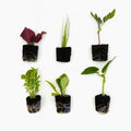 Farmers Bundle: Ready-to-Plant Seedlings, Starts, Plugs, Garden-Ready, Live Plants, Transplants, Pre-sprouted, for Soil Gardens (12 seedlings) by CercaCultivation