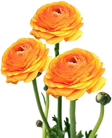Ranunculus Gold 10 Flower Bulbs - Spring Blooms, Tecolote Buttercups by EasytoGrow