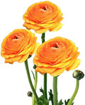 Ranunculus Gold 10 Flower Bulbs - Spring Blooms, Tecolote Buttercups by EasytoGrow