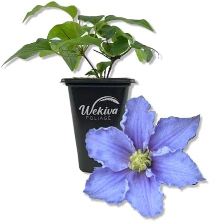 Clematis Will Goodwin - Live Starter Plant in a 2 Inch Growers Pot - Starter Plants Ready for The Garden - Rare Clematis for Collectors by WekivaFoliage