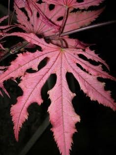 Purple Ghost Japanese Maple Live Tree – Acer palmatum ‘Purple Ghost’ – Rare Variegated Maple – Ornamental Landscape Tree – 3 Year Plant - Image 4