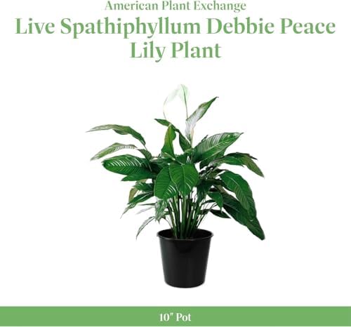 American Plant Exchange Peace Lily Spathiphyllum, 10-Inch Pot - Image 2