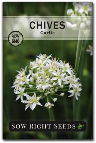 Sow Right Seeds - Garlic Chives Seeds for Planting Perennial Herb Garden by SowRightSeeds
