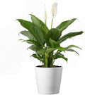 American Plant Exchange Peace Lily, Live Spathiphyllum Plant, Indoor Flowering Houseplant, 4-Inch Pot, Deco Cover, Easy Care, Low Light, Perfect for Housewarming, Sympathy, or Party Gift by AmericanPlantExchange