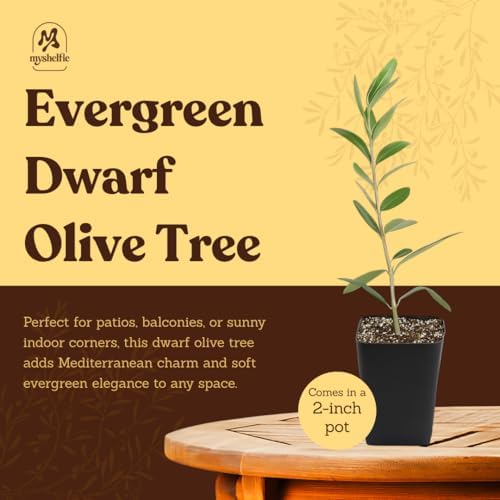 Olive Tree Live Plant, Dwarf Bonsai Starter, Indoor, 2in Pot, 5-Pack - Image 5