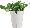 Costa Farms Sterling Silver Scindapsus, Live Indoor Plant, Easy Care by Unknown