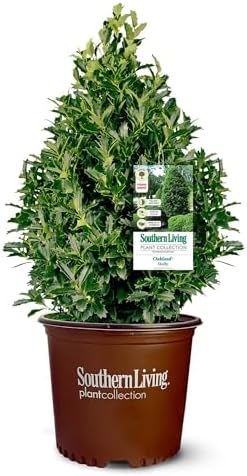 Southern Living 3 Gal. Oakland Holly Shrub by Unknown