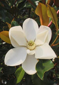 Magnolia grandiflora ‘Kay Parris’ Live Tree – Dwarf Southern Magnolia – Fragrant White Flowers – Evergreen Ornamental Tree – 1–2 Ft Tall Plant by Japanese+Maples+and+Evergreens