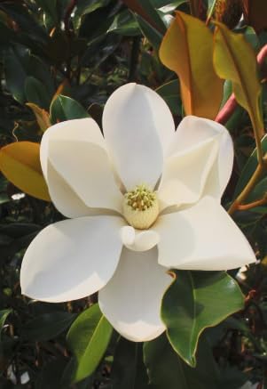 Magnolia grandiflora ‘Kay Parris’ Live Tree – Dwarf Southern Magnolia – Fragrant White Flowers – Evergreen Ornamental Tree – 1–2 Ft Tall Plant by Japanese+Maples+and+Evergreens