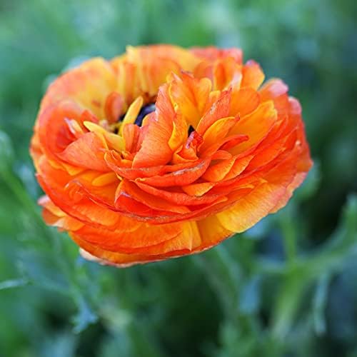 Ranunculus Picotee Mix 10 Flower Bulbs - Spring Blooms, Tecolote Buttercups - Image 4