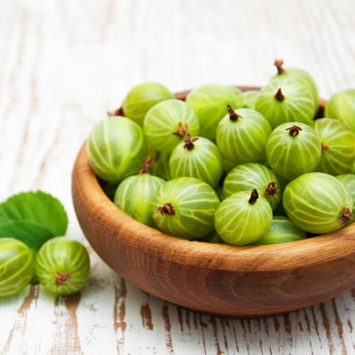 Green Gooseberry Berry Bush Live Plant, Berry Plant, 5-10 Inch Tall - Image 4
