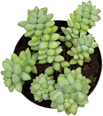 Altman Plants, 3.5" Donkey Tail Succulent Plants Live Succulents Plants Live Indoor Plants Live Houseplants Live Indoor House Plants Indoors Live Plants Indoor, Outdoor Plants Live Succulent Plants - Image 5