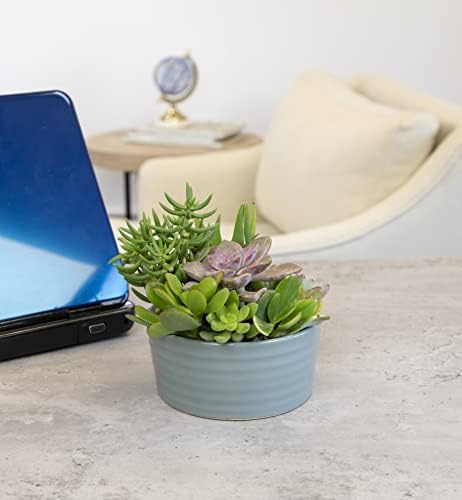 Succulents Plants Live in Garden Succulent Planters, Live Succulent Plants Live Plants in Atlantic Blue Pot, Live Succulents Unique Gardening Gifts for Plant Lovers, Succulent Gifts by Plants for Pets - Image 5