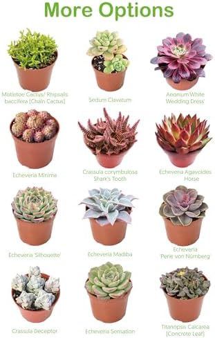 2-in Live Succulent Plants Trumpet Jade, Easy Care & Drought Tolerant - Image 6
