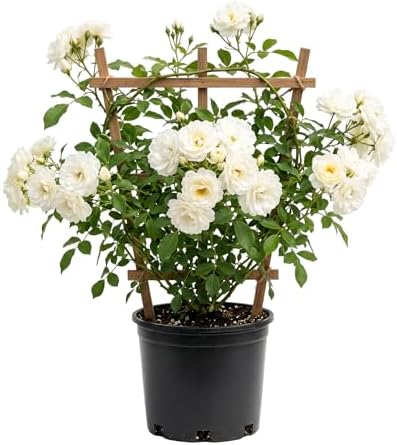 White Climbing Roses Live Plants 7-12 "Tall 5" Pot, Heirloom Roses Climber Repeat Flowering, Vibrant Blooms, Hardy Shrub Outdoor Garden Flower by Unknown