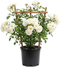 White Climbing Roses Live Plants 7-12 "Tall 5" Pot, Heirloom Roses Climber Repeat Flowering, Vibrant Blooms, Hardy Shrub Outdoor Garden Flower by Unknown