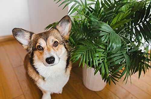 American Plant Exchange Parlor Palm – 4-Inch Pot with Cover – Live Easy Care Low-Light Indoor Houseplant, Pet-Friendly Tropical Palm for Home, Office, Bedroom & Shelf Décor - Image 3