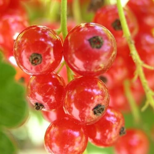 Red Currant Berry Bush Live Plant, Bare Root Berry Plant, 10-12 Inch Tall - Image 3
