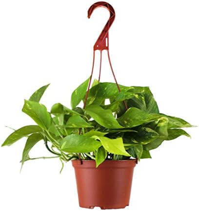 Shop Succulents | Vining Collection | Hand Selected, Air Purifying Easy Care Live Indoor/Outdoor Pothos Devil's Ivy House Plant by ShopSucculents