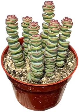 Live Succulent 4" Crassula Baby Necklace, Succulents Plants Live, Succulent Plants Fully Rooted, Hanging House Plant for Home Office Decoration, DIY Projects, Party Favor Gift by The Succulent Cult - Image 5