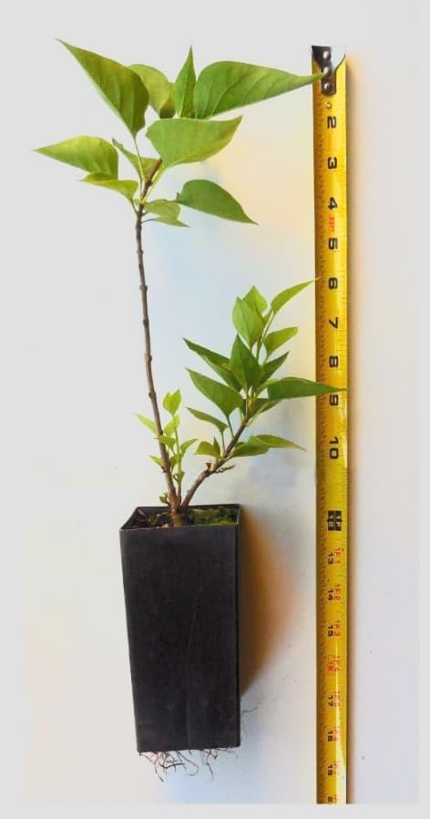 Red Pixie Lilac Shrub – Fragrant Reblooming Lilac Bush | Cold Hardy, Drought Resistant & Low Maintenance | Attracts Butterflies & Bees | Perfect for Small Gardens & Containers – Live Plant - Image 2