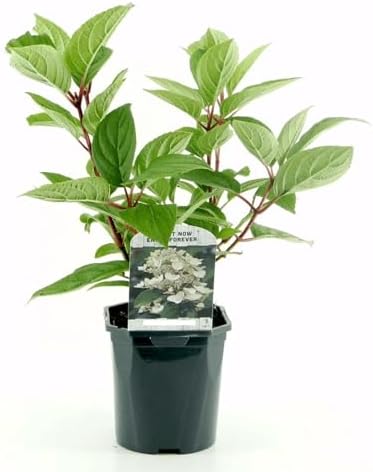 Silver Dollar Hydrangea Live Flowering Shrub – White Panicle Blooms for Outdoor Garden & Landscape(Liner/Single) - Image 2