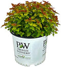 Proven Winners Double Play Candy Corn Spirea, Live Shrub, 3 Gallon by BloomingBeautiful