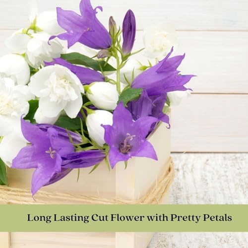 Clovers Garden Campanula (Bellflower) Rapido Blue Plants – Two (2) Live Plants – Non-GMO - Not Seeds - Each 3" to 6" Tall – in 4" Inch Pots – Perennial, Hummingbird & Bee Favorite - Image 5