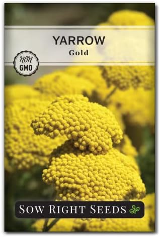 Sow Right Seeds - Gold Yarrow Seed for Planting Your Perennial Herb Garden by SowRightSeeds