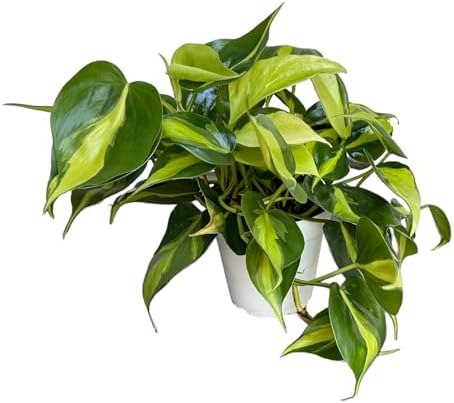 Live Indoor Plant Philodendron Hearleaf Brasil, Easy Care and Easy Grow, Air Purifying Plant, Housplant in 4 inch Pot - Hopewind Plants Shop - Image 2