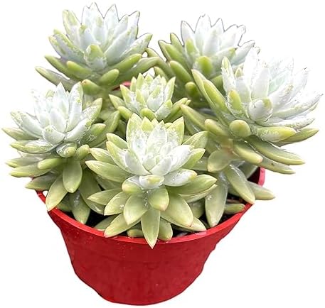 Blue Burrito Sedeveria Live Succulent Plant, Fully Rooted, 4 Inch Pot - Image 2