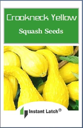 Crookneck Yellow Squash Seeds, 20 Seeds - Image 2